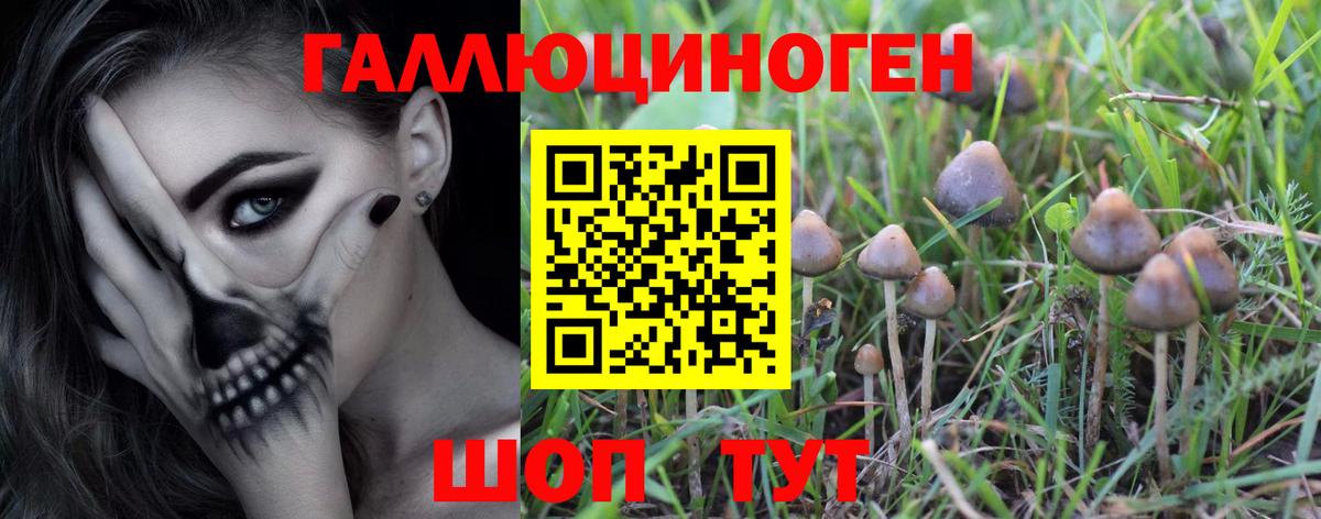 Галлюциногенные грибы Cubensis Губкин